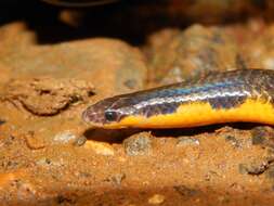 Image of Bombay Earth Snake