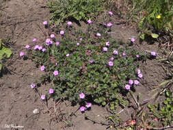 Image of Geranium berteroanum Colla