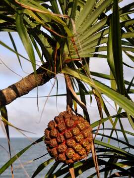 Image of Pandanus odorifer (Forssk.) Kuntze