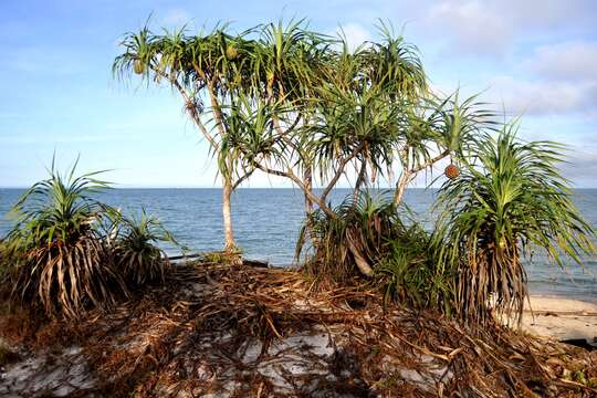 Image de Pandanus odorifer (Forssk.) Kuntze