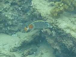 Image of Indian Ocean Chevron Butterflyfish