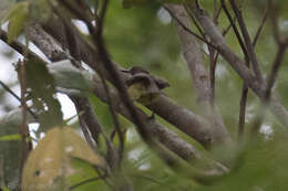 Image of Fairy Gerygone