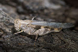 Image of Ridged Grasshopper