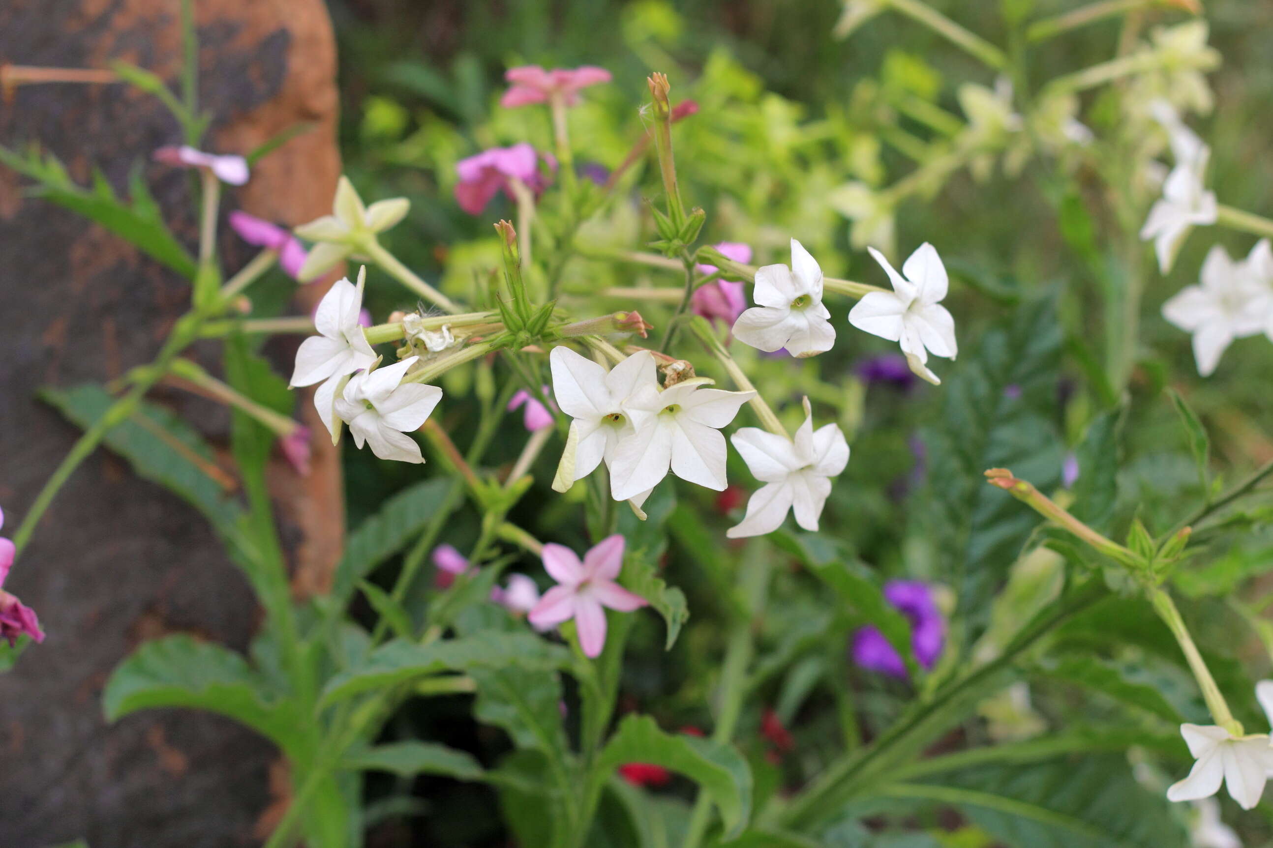 Image of Nicotiana sanderae