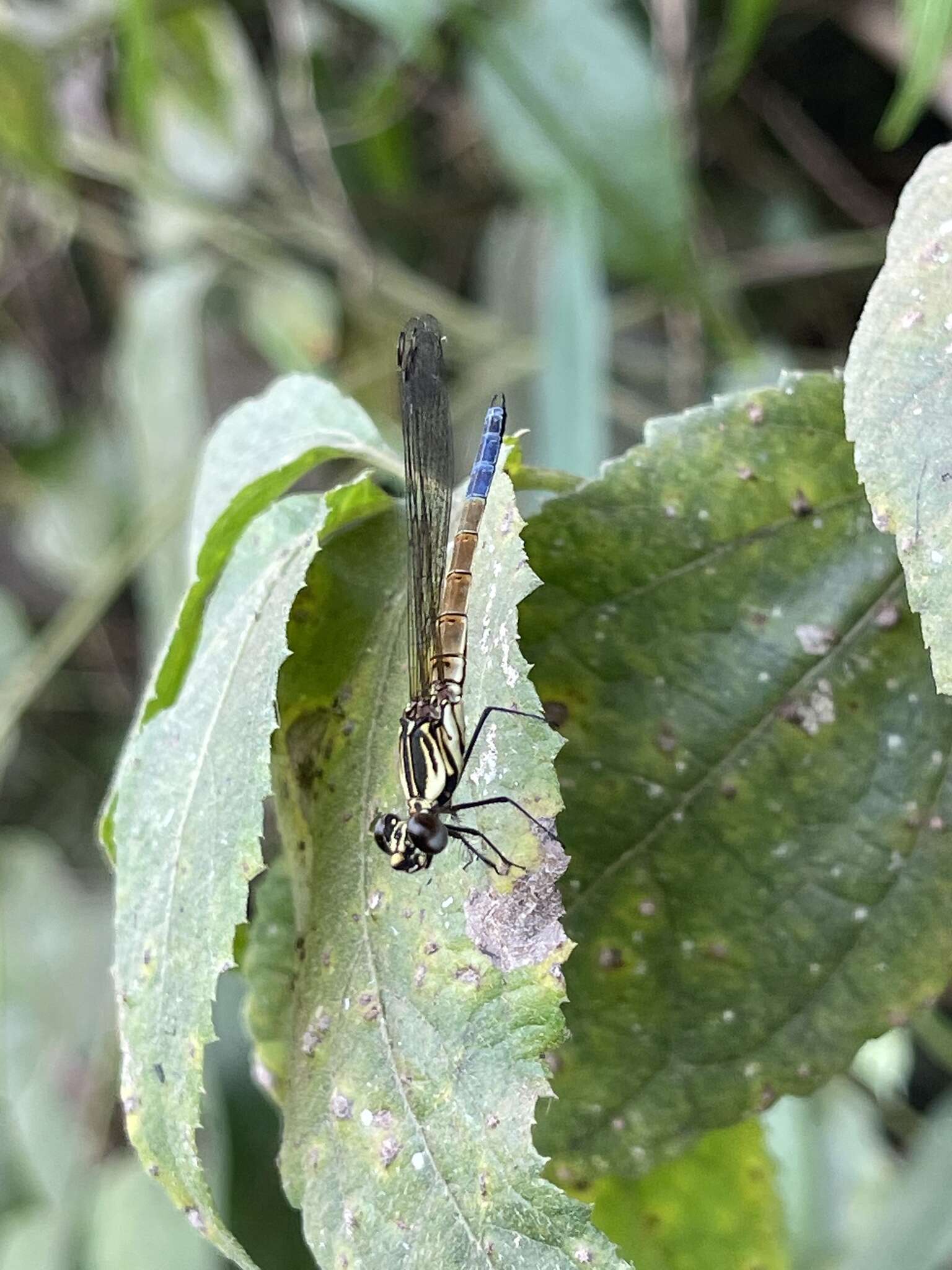 Image of Chlorocypha curta (Hagen ex Selys 1853)