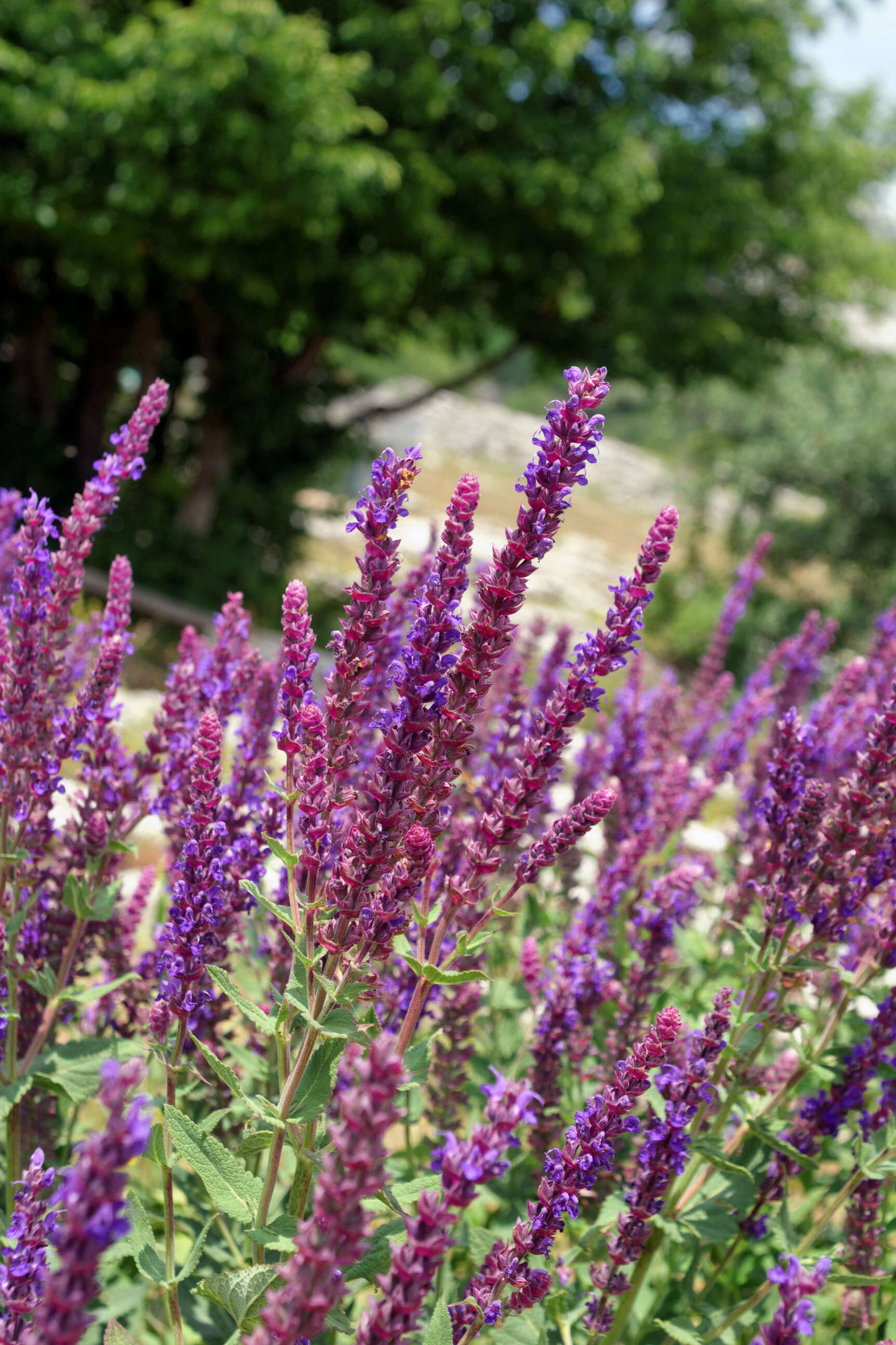 Imagem de Salvia nemorosa L.