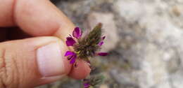 Image de Dalea sericea Lag.