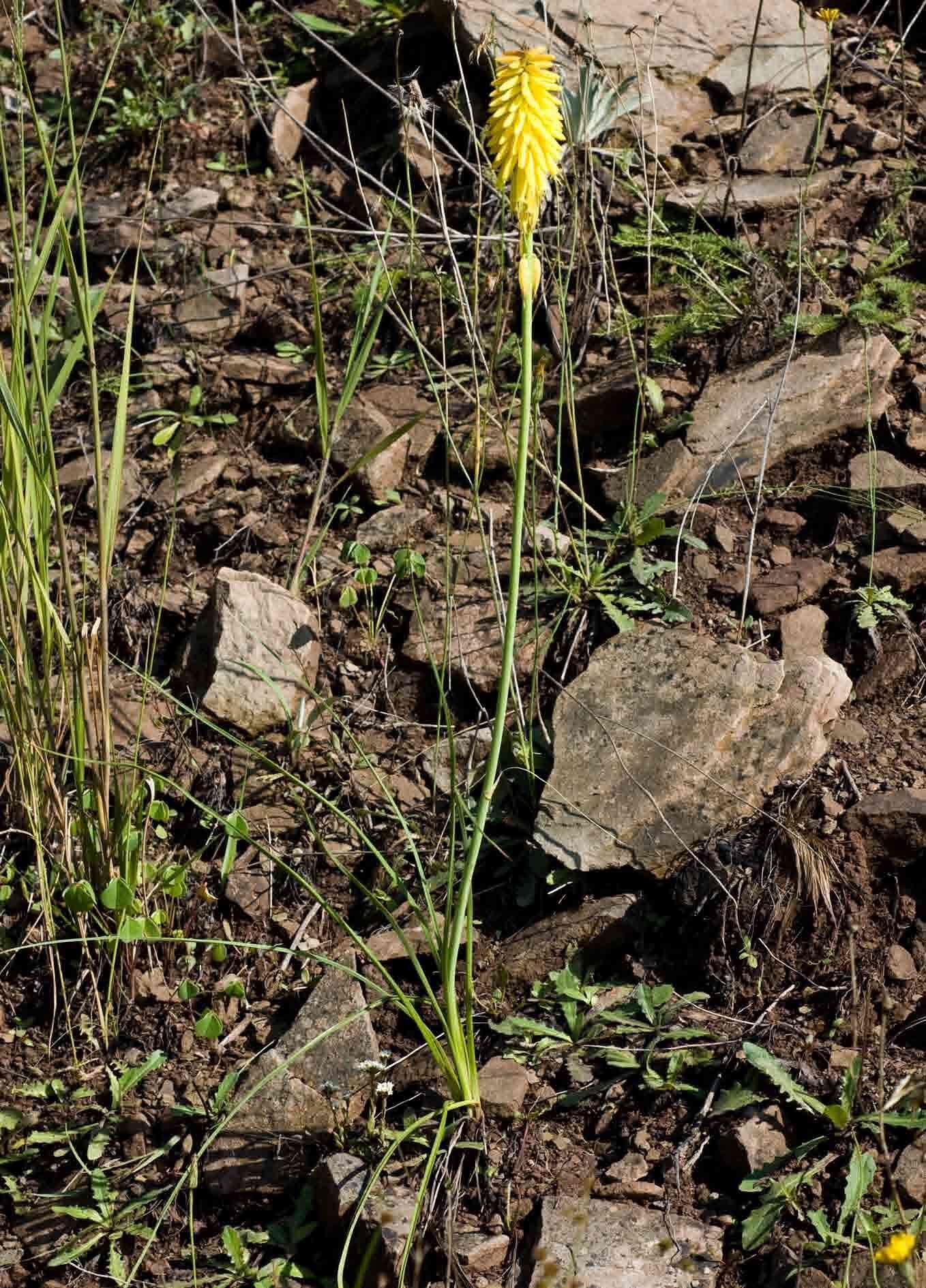 Image of Kniphofia fibrosa Baker