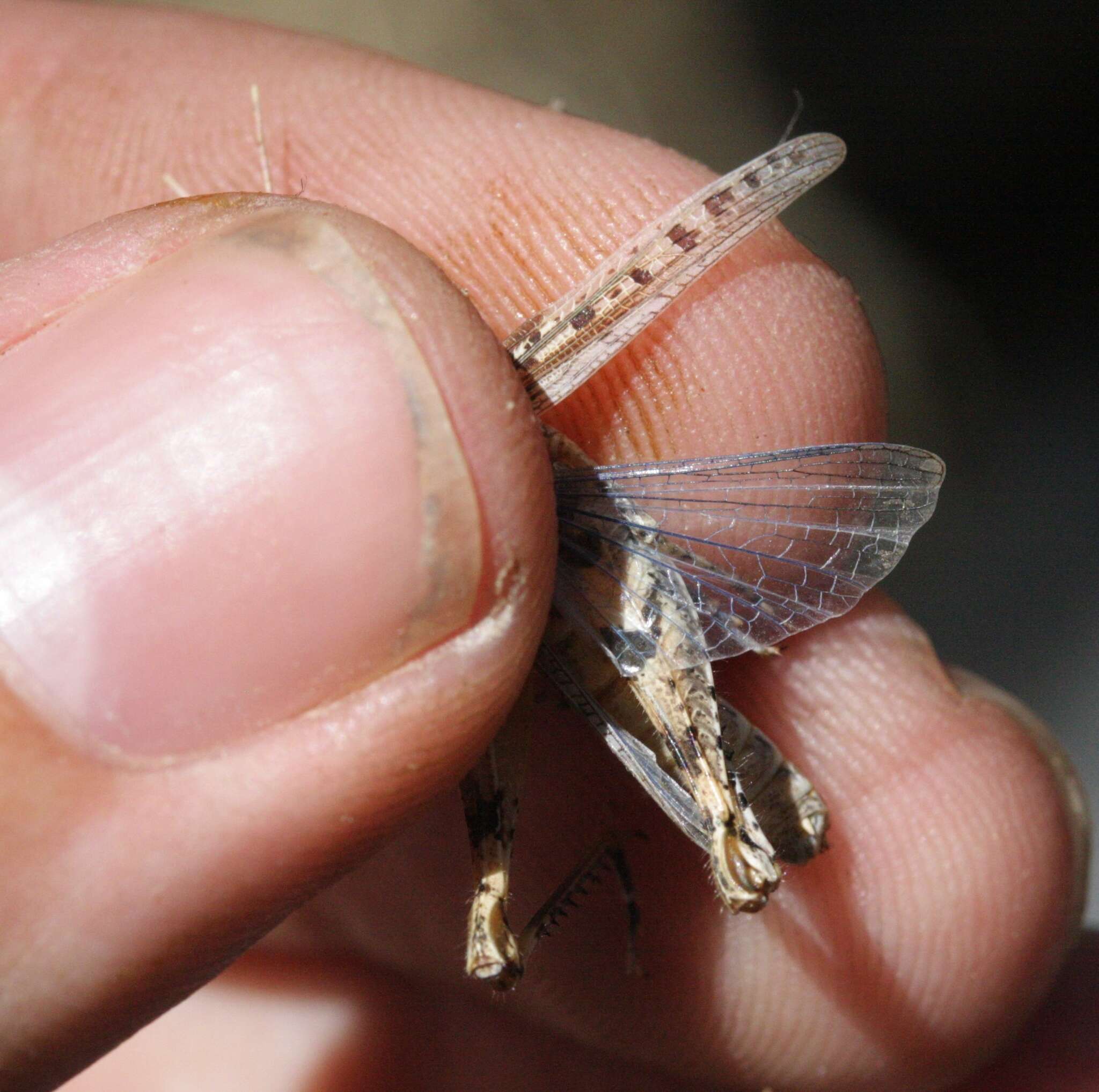 Слика од Eupnigodes sierranus (Rehn, J. A. G. & Hebard 1909)