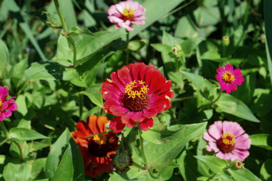 Imagem de Zinnia elegans Jacq.