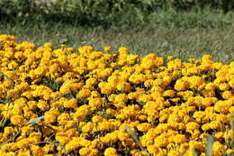 Image of French marigold