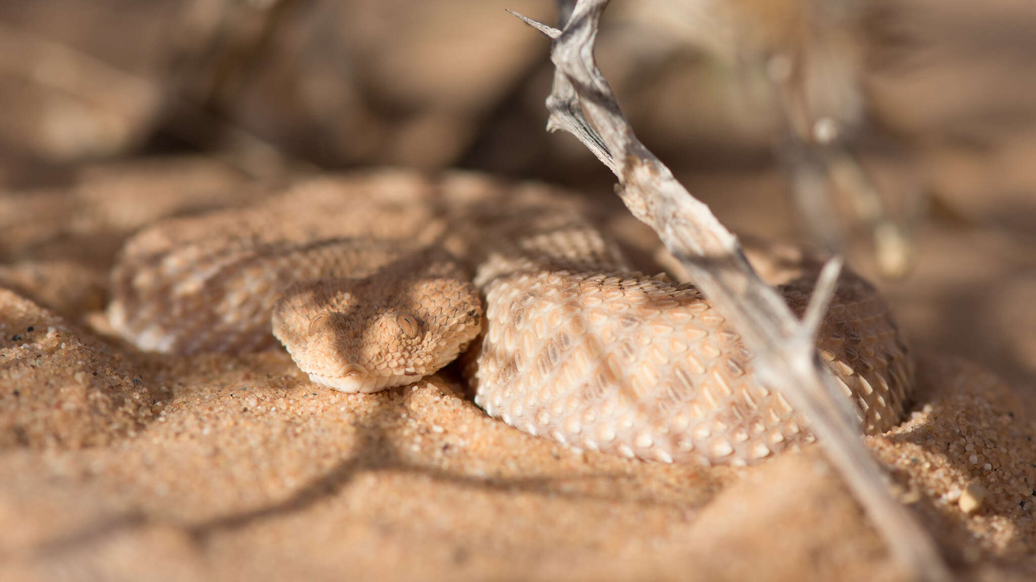 Image of Sahara Sand Viper