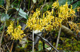 Image of Cyrtochilum pardinum Lindl.