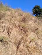 Image of cliff desertdandelion