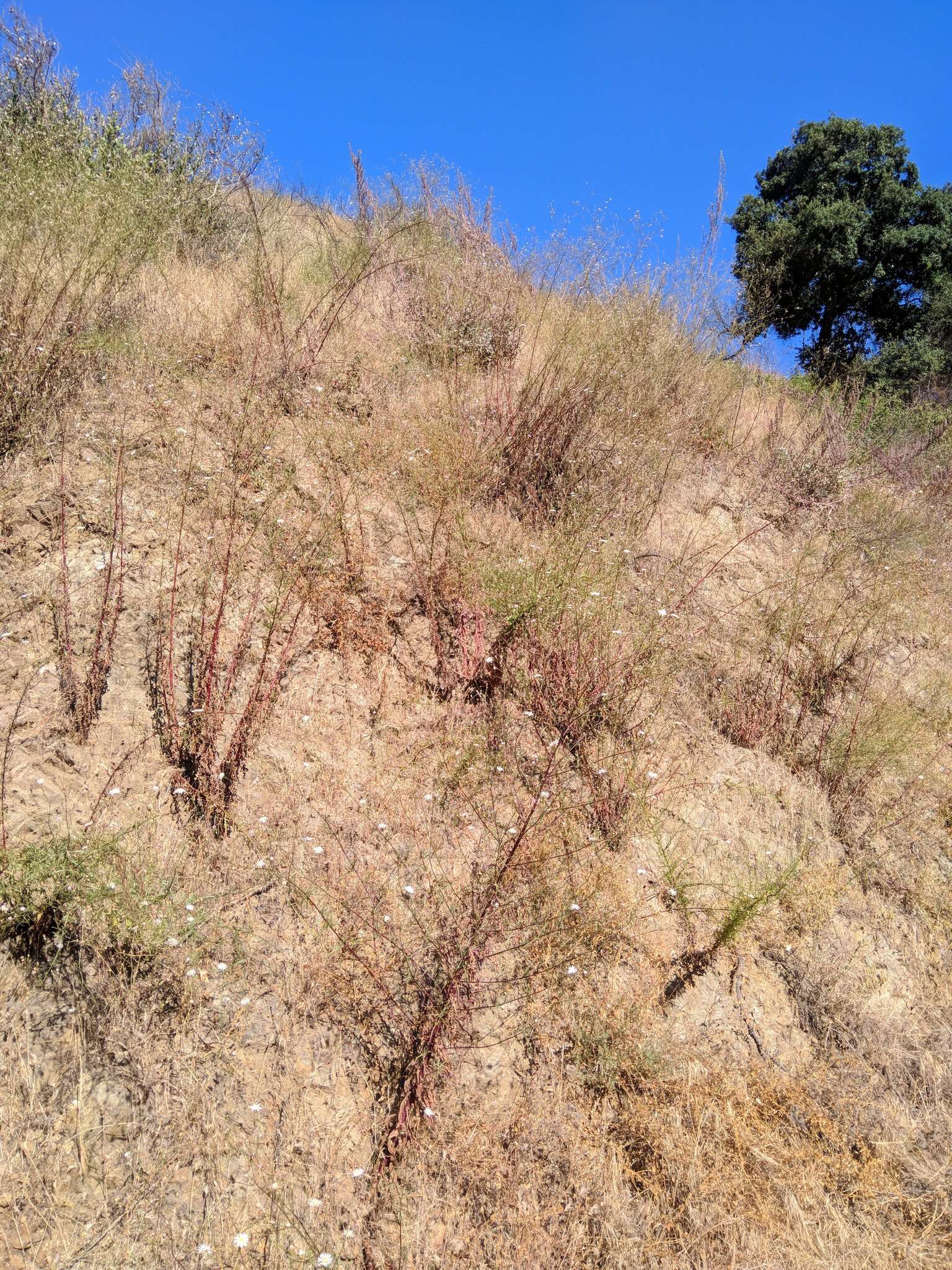 Image of cliff desertdandelion