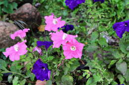 Image of petunia