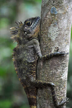 Image of Negros Forest Dragon