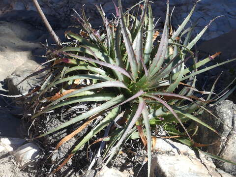 Image de Puya boliviensis Baker