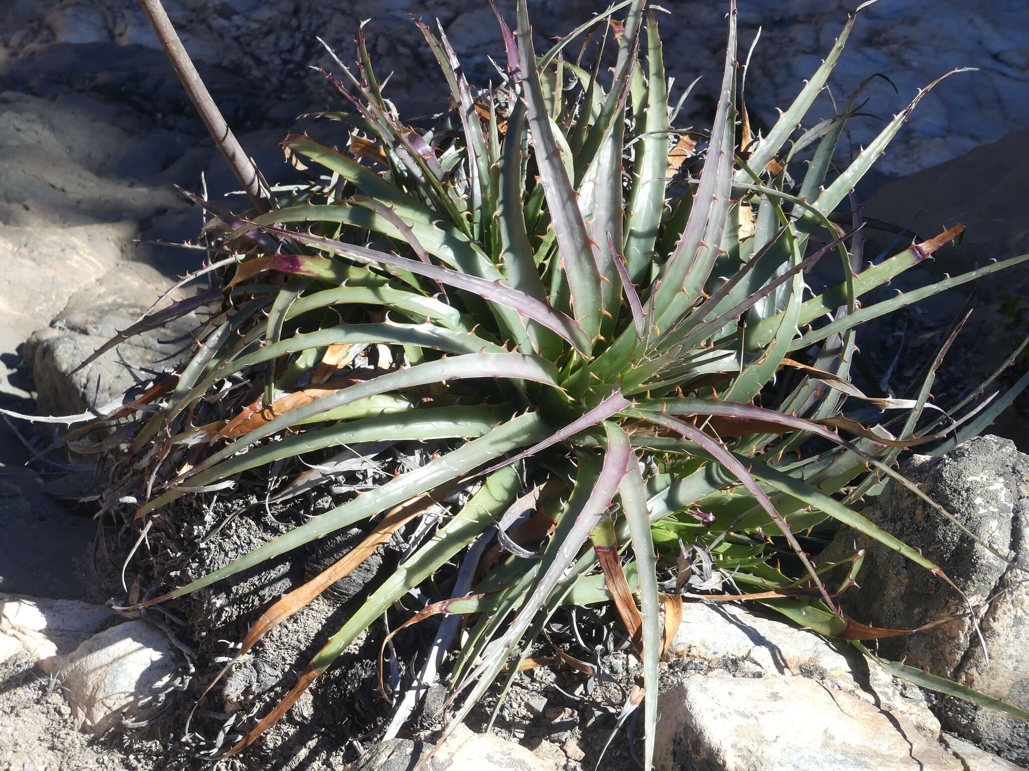 Image of Puya boliviensis Baker