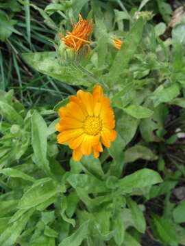 Image of pot marigold