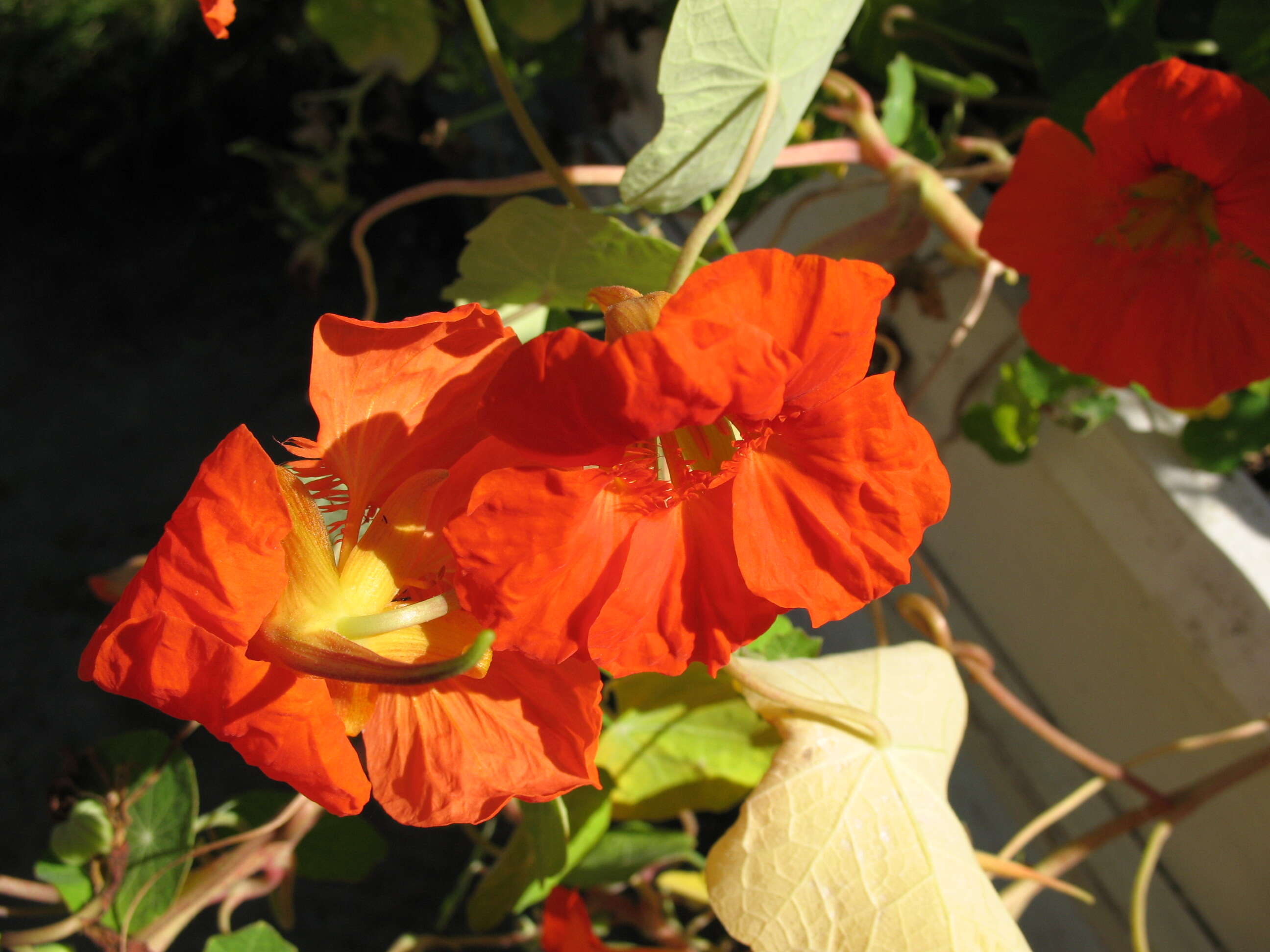 Image of Garden Nasturtium