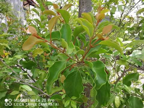 Image of Taxillus chinensis (DC.) Danser