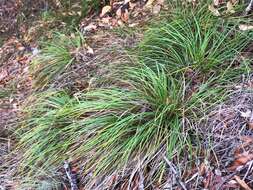 Image of Mendocino Sedge