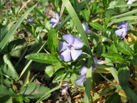 Image of Common Periwinkle