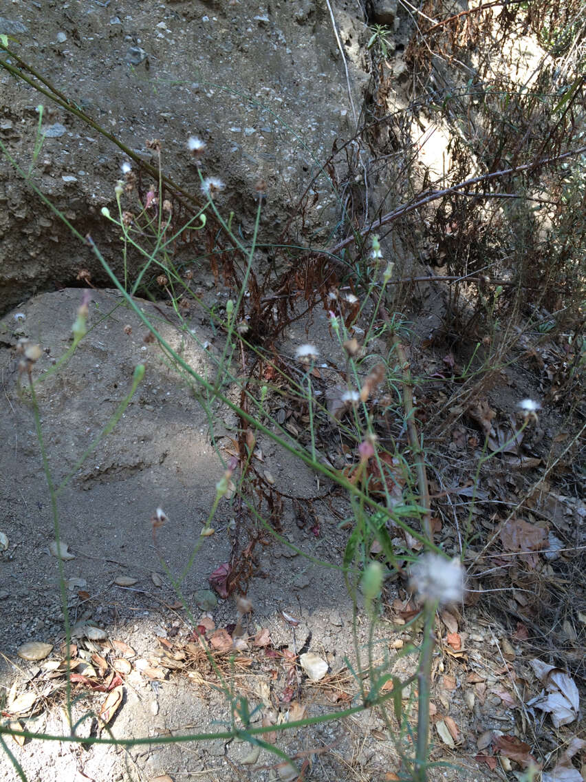 Imagem de Malacothrix saxatilis var. tenuifolia (Nutt.) A. Gray