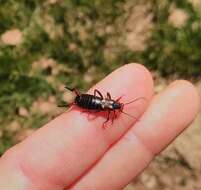 Image of Two-spotted Earwig