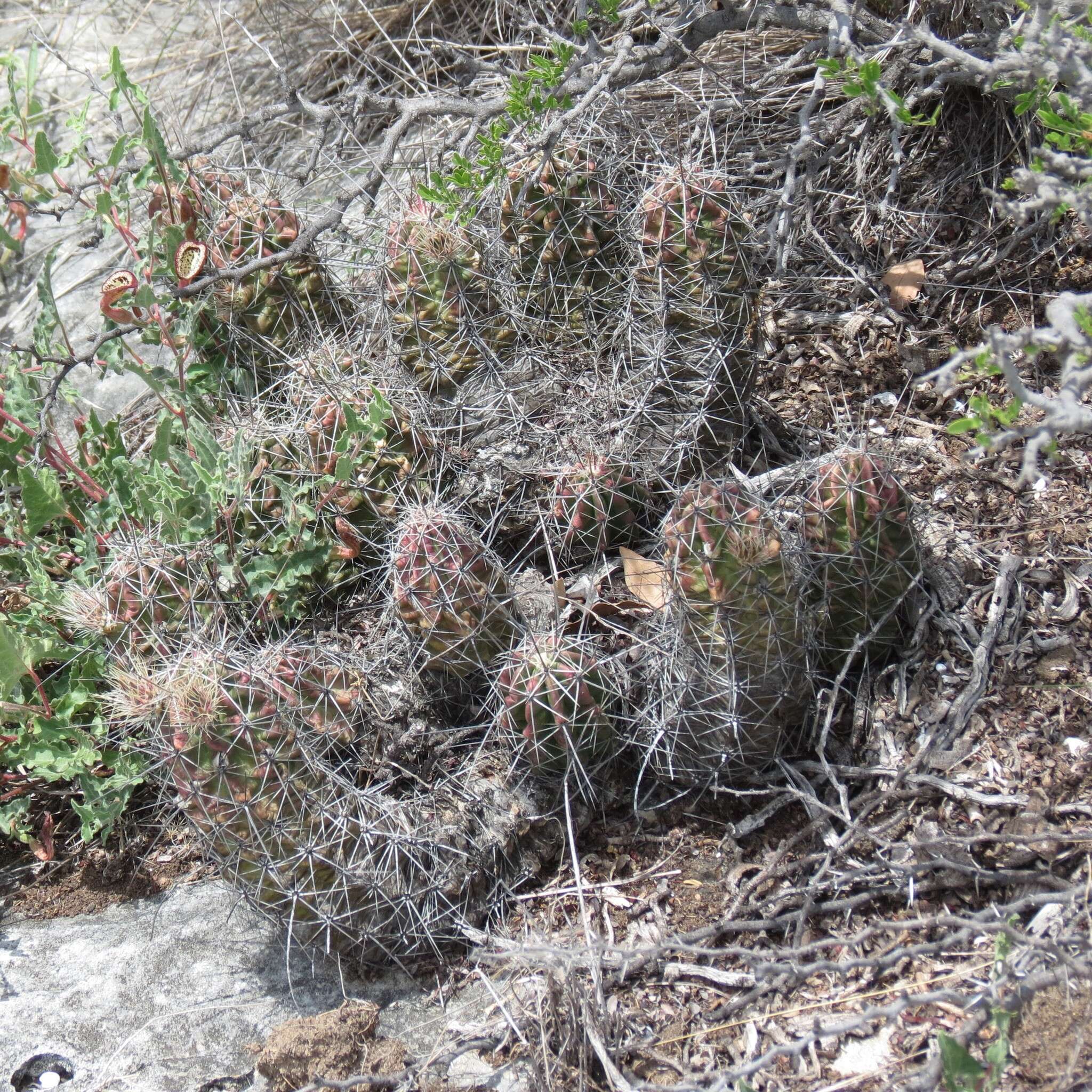 Image de Echinocereus enneacanthus subsp. brevispinus (W. O. Moore) N. P. Taylor