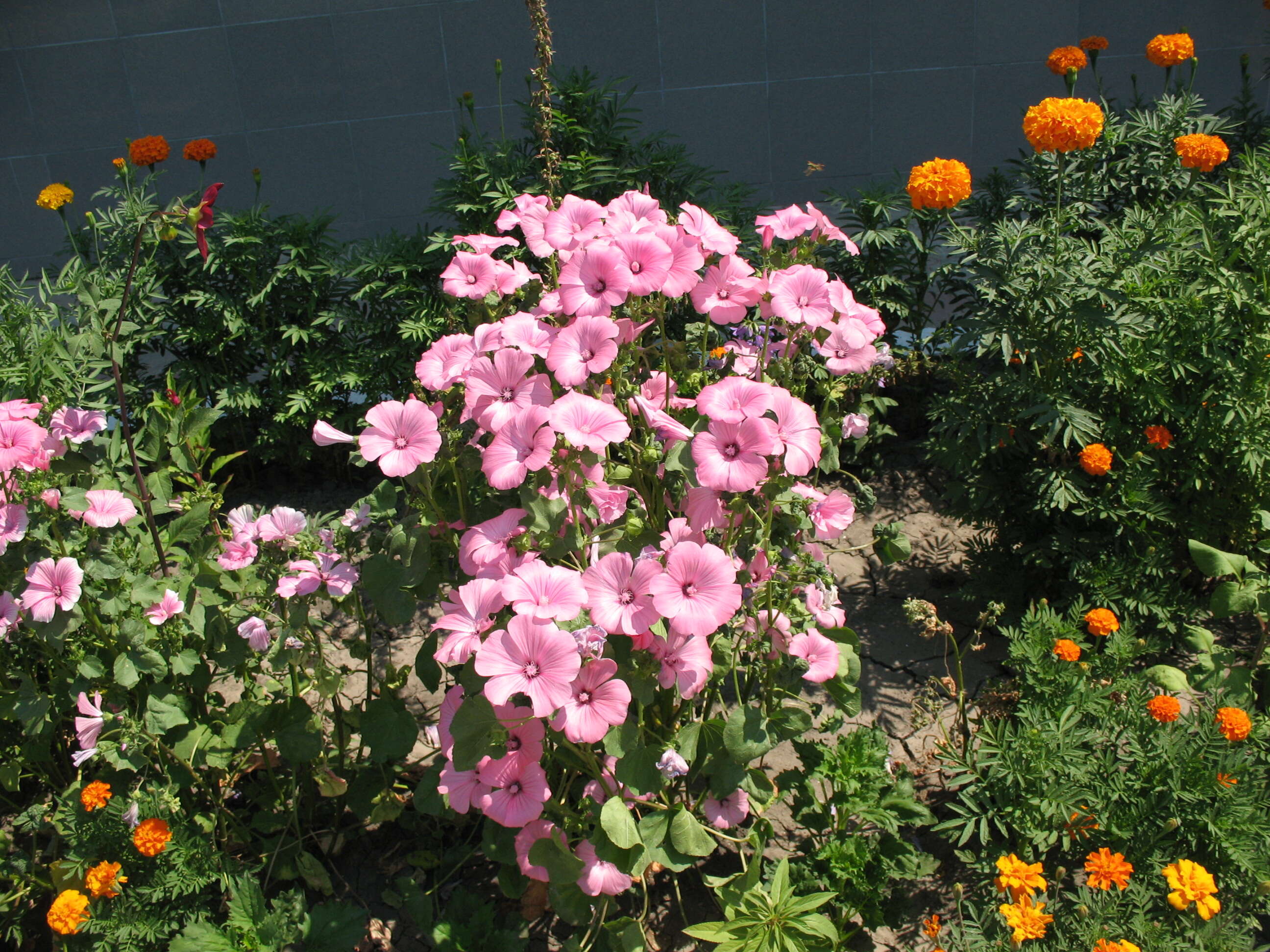 Image of French marigold