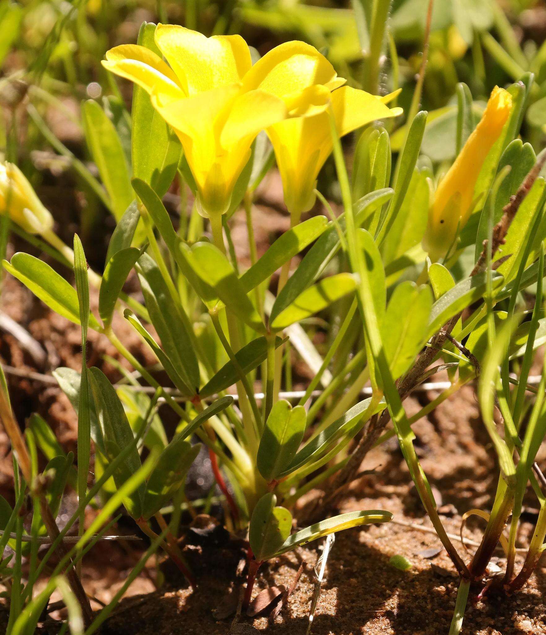 Image of Oxalis namaquana Sond.