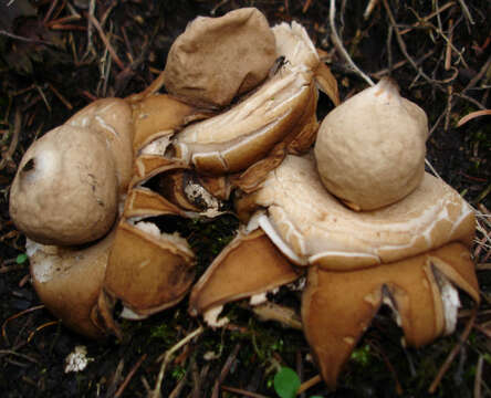 Plancia ëd Geastrum triplex Jungh. 1840