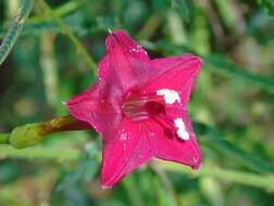 Image of Cypress Vine