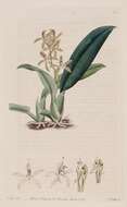 Image of Longgland orchid