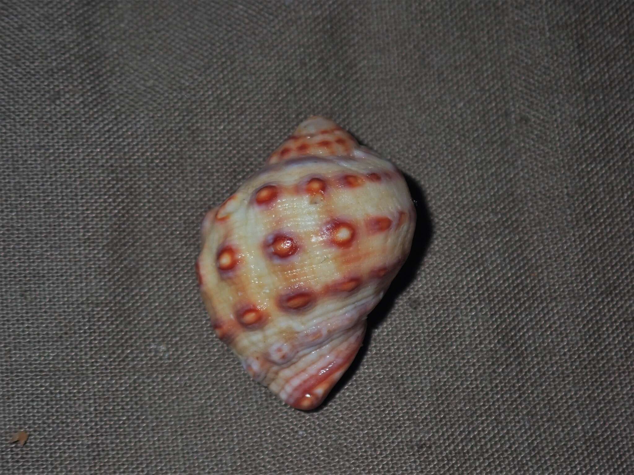 Image of alou rock shell