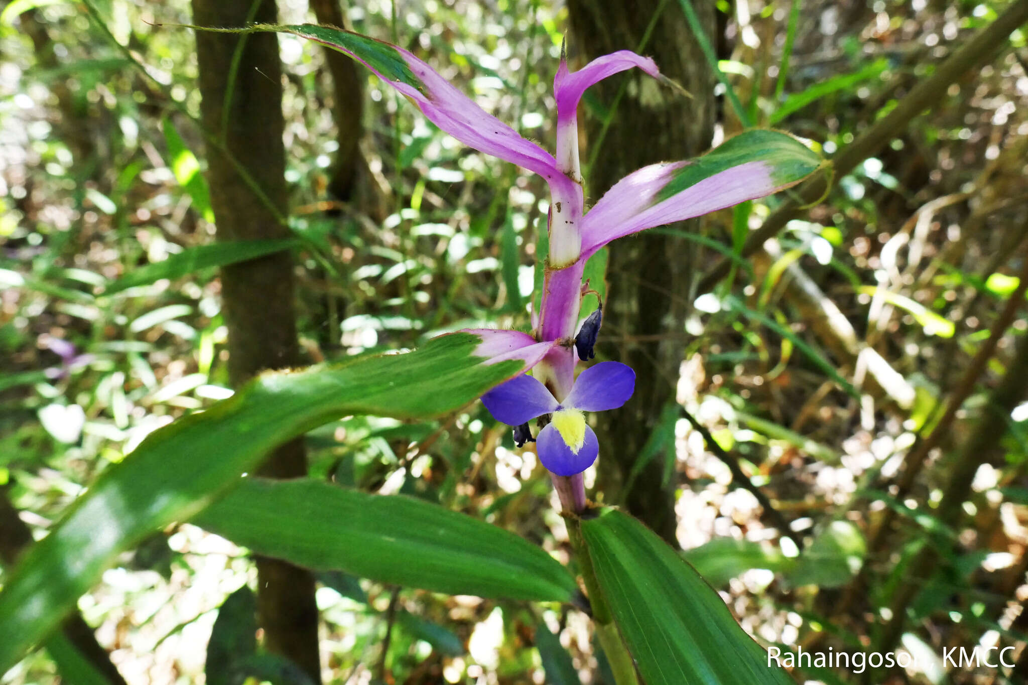 Image de Coleotrype madagascarica C. B. Clarke