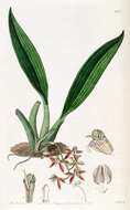 Image of Longgland orchid
