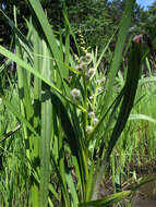 Image of Branched Bur-reed