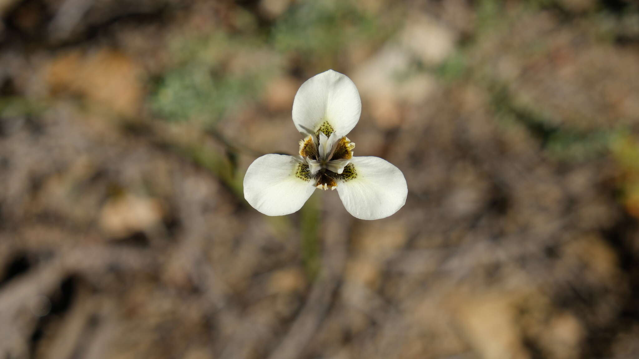 Moraea tricuspidata (L. fil.) G. J. Lewis resmi