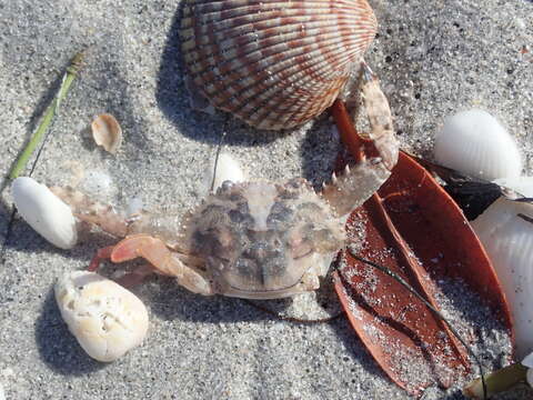 Image of blotched swimming crab