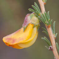 Image of Aspalathus arida subsp. procumbens (E. Mey.) R. Dahlgren