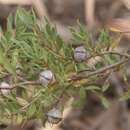 Sivun Leptospermum sphaerocarpum Cheel kuva