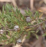 Image of Leptospermum sphaerocarpum Cheel