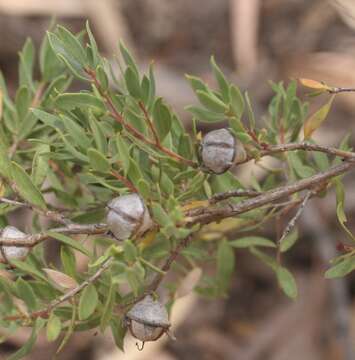 Sivun Leptospermum sphaerocarpum Cheel kuva