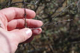 Слика од Olearia adenocarpa Molloy & Heenan