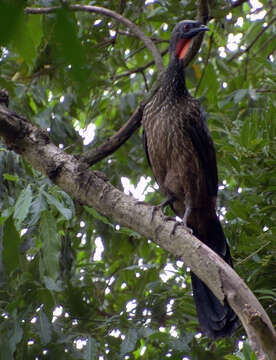 Image of Dusky-legged Guan