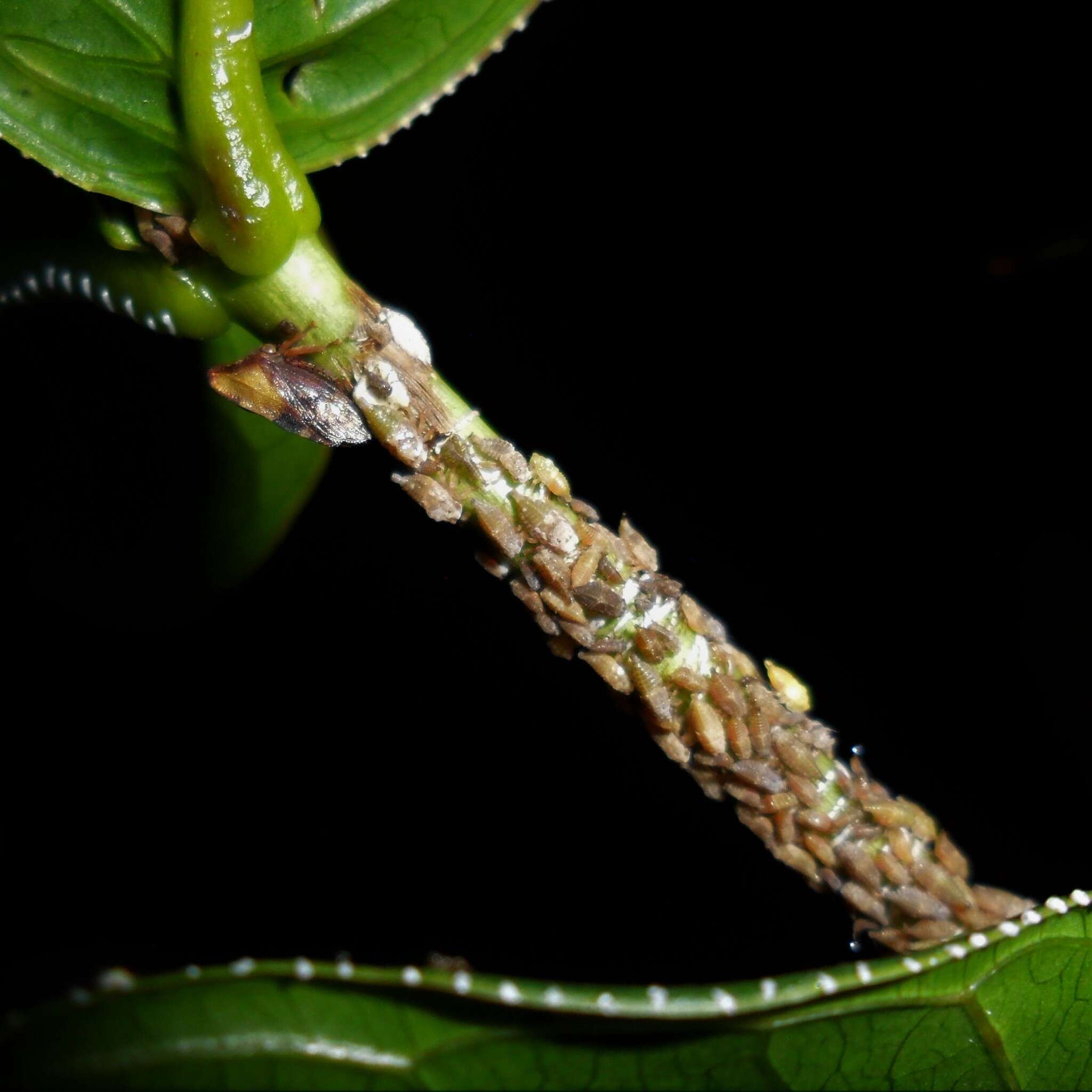 Image of Leioscyta spiralis Haviland