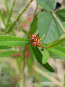 Microstachys chamaelea (L.) Müll. Arg. resmi